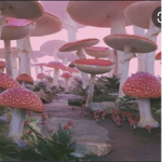 Mushroom Drops