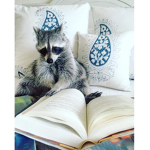 Reading Racoons
