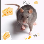 The Rat And Cheese