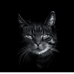 { Dark clan. }