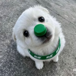 noseguard