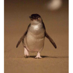 The little penguins