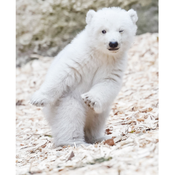 Polarbears admin army