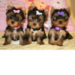 Puppies Squads