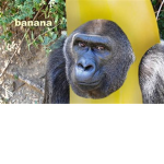gorilla and banana group