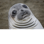 Seals [gamers only tho]