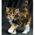 Team Cute Kittys