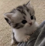 smollilsillykwittyzpupwupiezandbunnis