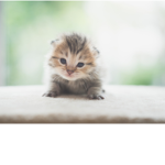 The kitten/clowns