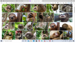 HI this is Mary and i love sloths