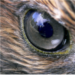 hawk eye of death