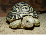 Tenacious Turtles