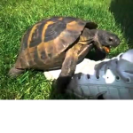TURTLE LOVERS!!!!!!