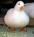 lazy goose