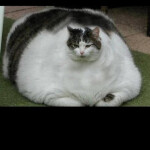 BIG CAT XMAS CAT BIG FAT GAMER XMAS ROLLERCOASTER