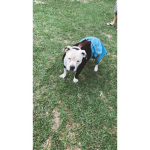 Chole my dog lol