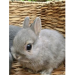 Hop hop hop like a bunny