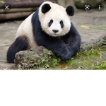 I PANDA UNICORNISI
