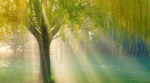 Willow's Willow Trees