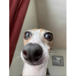Boh-cani