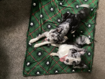 The powerful dog fans