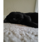 CATS GO MEOW MEOW