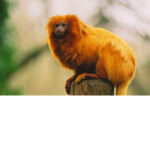 Monkey Fan Group