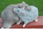 Mouse And Rats United!