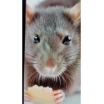 LE RATS OF DA WORLD