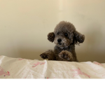 Diamond the best puppy