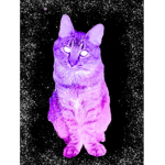 .:*Kittens Of The Galaxy*:.