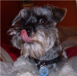 Samson The Magical Dog Lovers!