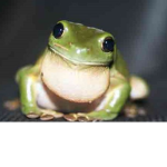 Froggy Gaming