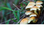 mushroom ppl only or if you like them