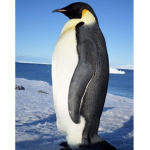 Pingüino emperador