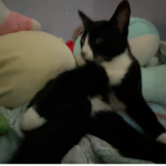 calicos playground