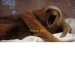Sleepy sloth studio
