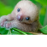 Sloth Clan!