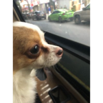 i love doggies'