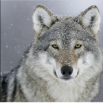 The Wolf’s Den