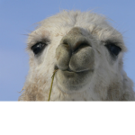Teem Llama