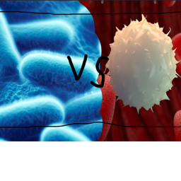 The Immune System