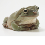 froggy cult baddies
