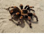The Tarantula Army