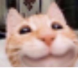 omg cats game