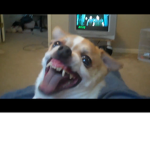 my evil dog