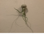 OCTOPUS PLANT