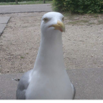 Splæsh