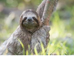 ~The Sloth Group ~
