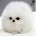 Puppys Group :3